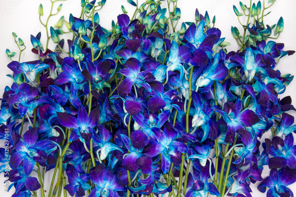  Deep purple blue orchid flower