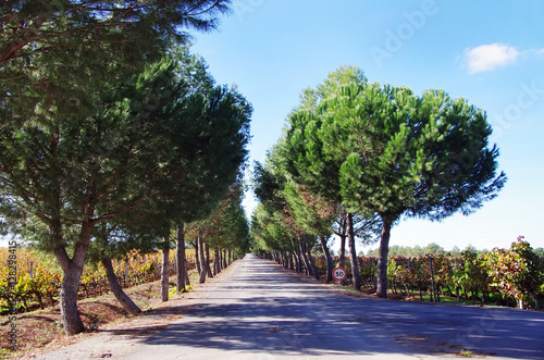 pine trees on old road  alentejo  Portugal
