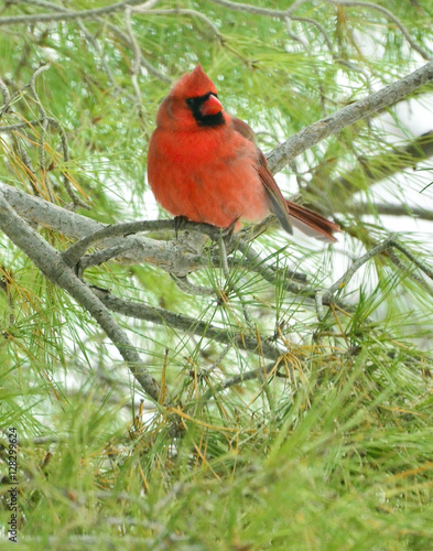male red bird in tree branches