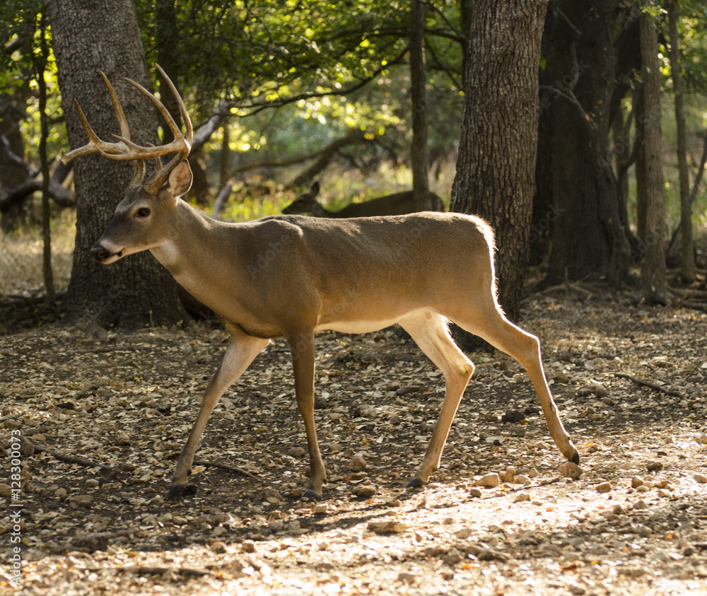 10 point buck