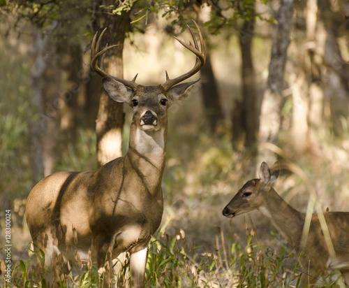 10 point buck