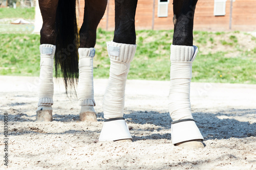 Horse legs in protective bandages standing on equestrian arena s