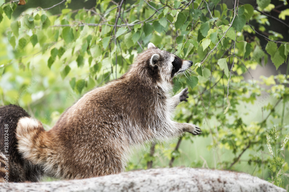 Naklejka premium Waschbär