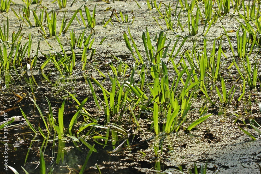 Teich mit Krebsschere (Stratiotes aloides) StockFoto Adobe Stock