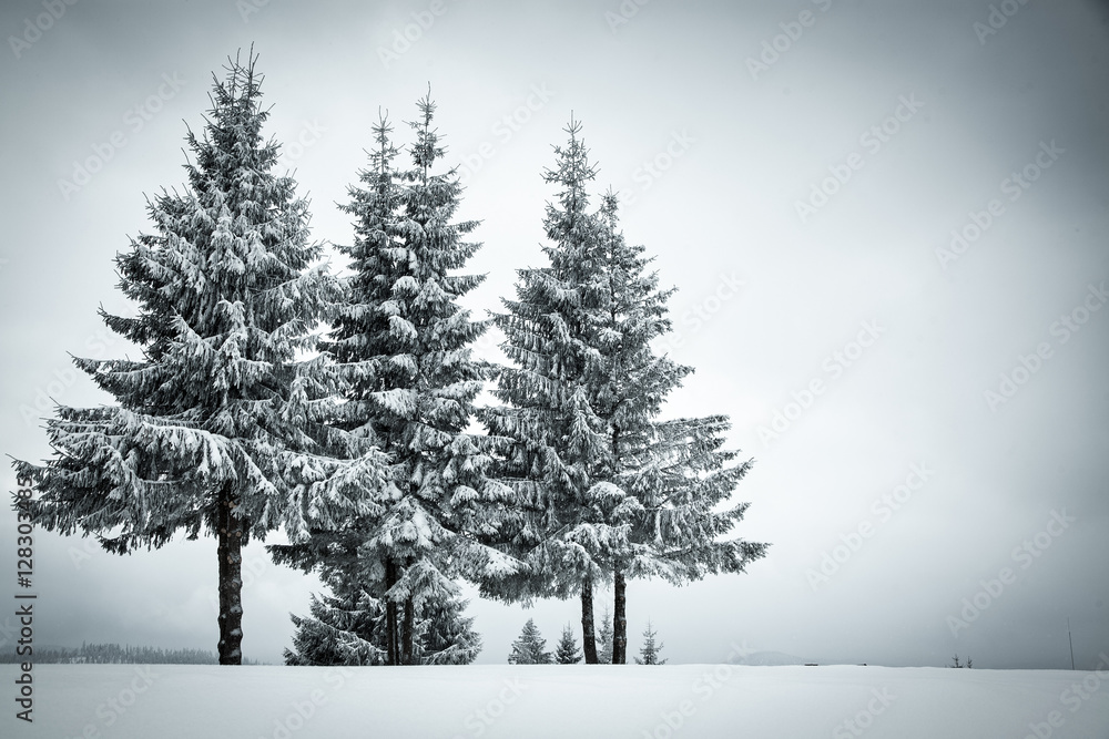 Obraz premium christmas background of snowy winter landscape