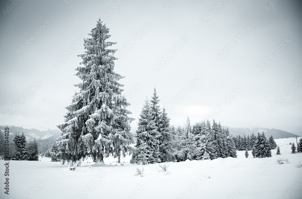 Obraz premium christmas background of snowy winter landscape