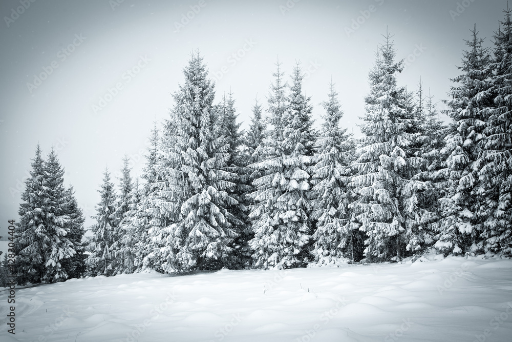 christmas background of snowy winter landscape christmas background of snowy winter landscape