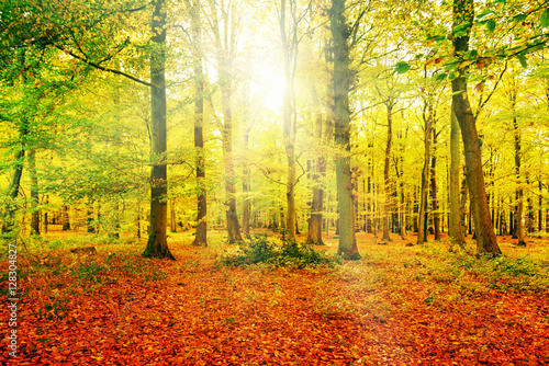 herbstlicher Laubwald mit Sonnenlicht © Gabriele Rohde