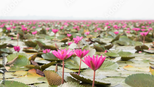 Pink waterlily at the sea of Red waterlily, Located Sea of Red waterlily, Udonthani province, Thailand photo