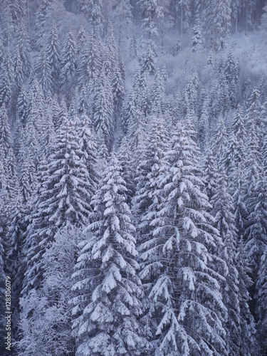 winter landscape fir