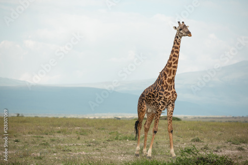 Photography Beautiful tall male giraffe in National Park Serengeti, Kenya, Africa posing for