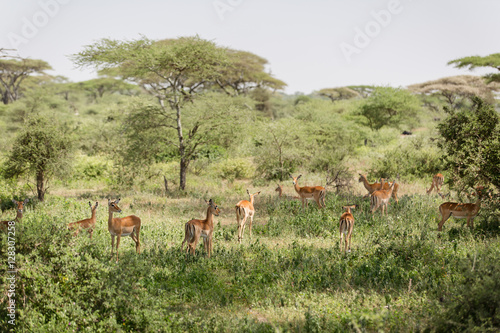 Wildlife - the great migration in Kenya Africa © AlexRosu