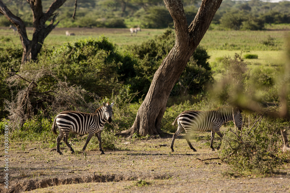 Naklejka premium Zebras in their natural habitat, natural reservation park, Kenya, Africa