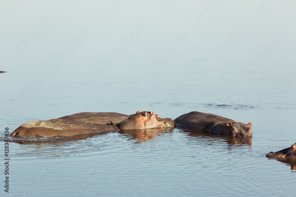 African hippopotamus family swimming in a red lake in Serengeti national park African hippopotamus family swimming in a red lake in Serengeti national park