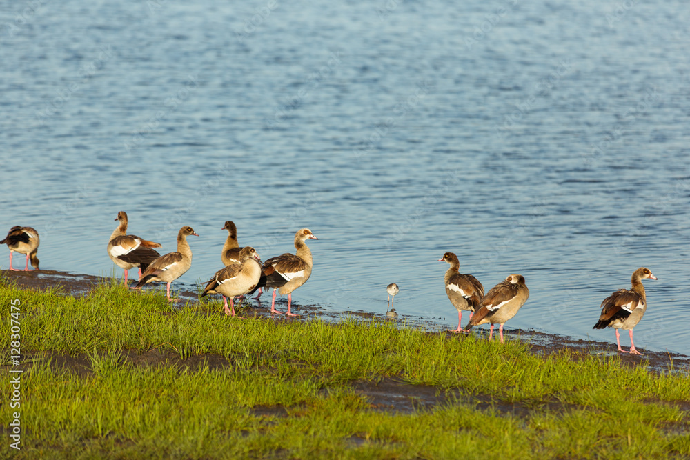 South African ducks and Egyptian gooses on a red lake in Serengeti Reservation South African ducks and Egyptian gooses on a red lake in Serengeti Reservation