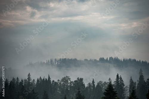 Mountain forest covered by fog © Andrzej Wilusz