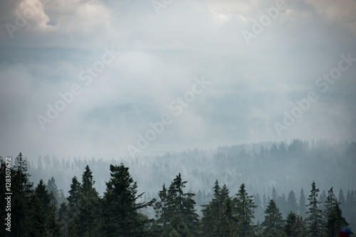 Mountain forest covered by fog © Andrzej Wilusz