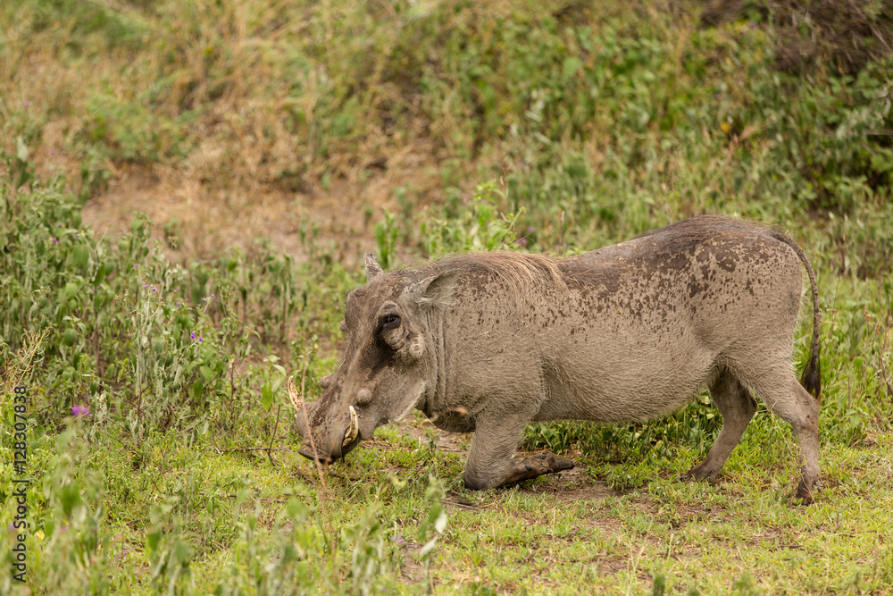 Warthog looking for food in the african savannah Warthog looking for food in the african savannah