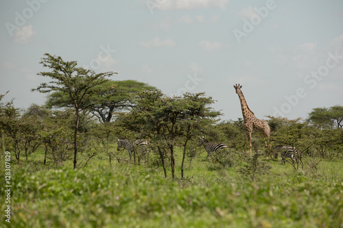 Photography Giraffe family having breakfast in the African savannah
