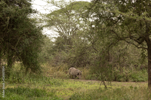 Warthog looking for food in the african savannah 