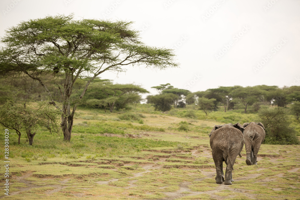 Migrating couple of elephants hunted for their ivory. African savanna during rainy season