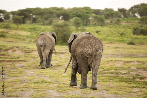 Migrating couple of elephants hunted for their ivory. African savanna during rainy season