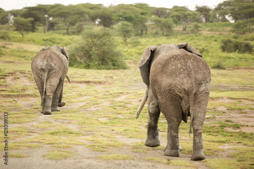 Migrating couple of elephants hunted for their ivory. African savanna during rainy season