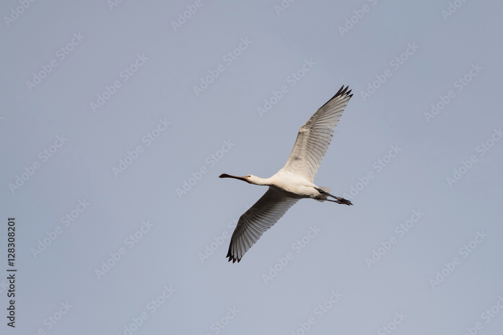 Eurasian Spoonbill, Spoonbill , Platalea leucorodia Eurasian Spoonbill, Spoonbill , Platalea leucorodia