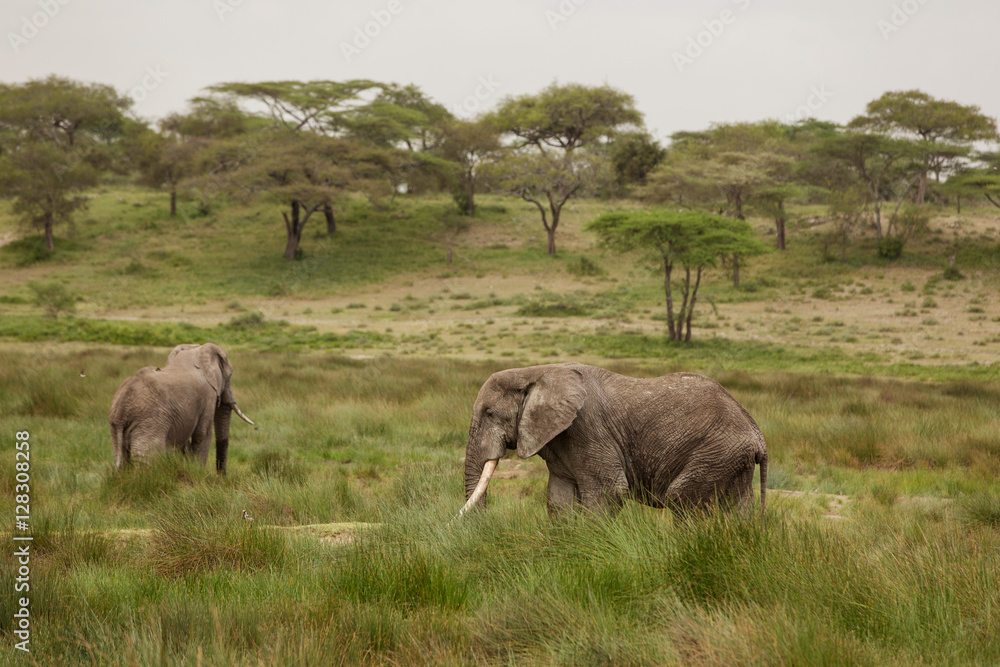 Elephants with missing ivory, eating and playing in the mud in their natural environment