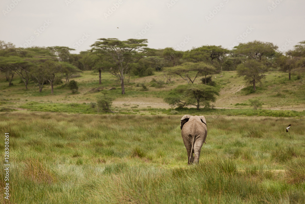 Migrating couple of elephants hunted for their ivory. African savanna during rainy season Migrating couple of elephants hunted for their ivory. African savanna during rainy season