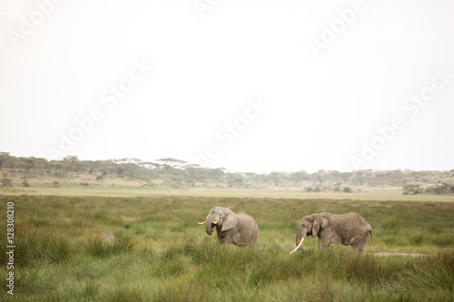 Migrating couple of elephants hunted for their ivory. African savanna during rainy season