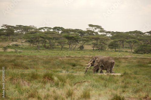 Fototapeta Naklejka Na Ścianę i Meble -  Migrating couple of elephants hunted for their ivory. African savanna during rainy season