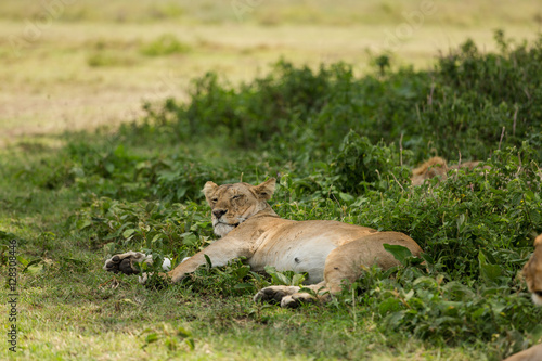 Group of male and female lions resting under a tree after lunch