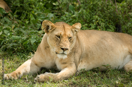 Beautiful lioness resting with the family under a tree after lunch