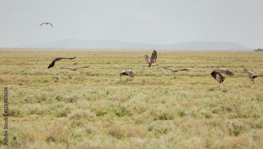 Vultures flying over a fresh corps