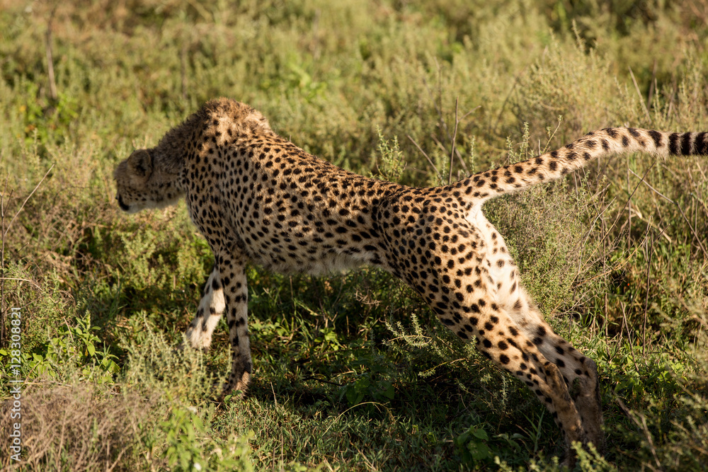 Fototapeta premium Lazy cheetah stretching in the African savannah