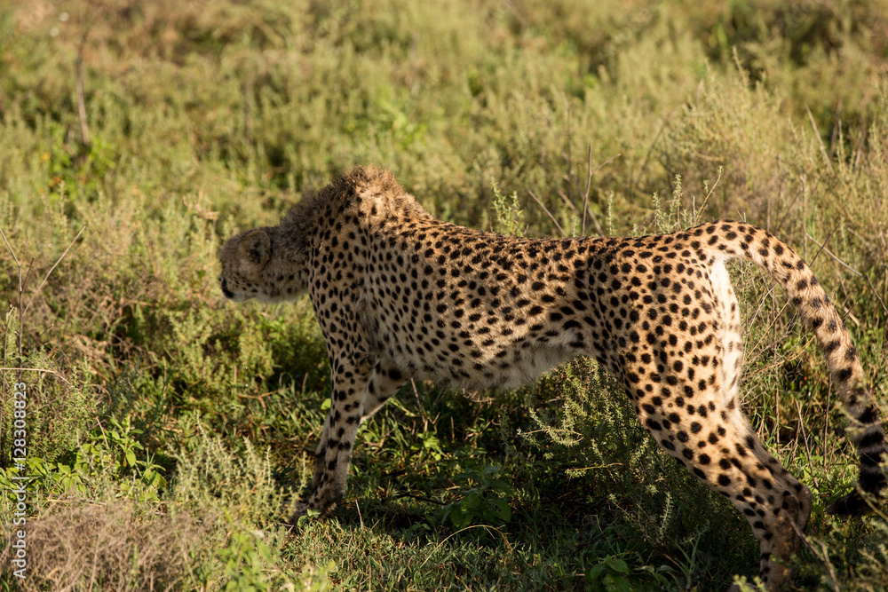 Lazy cheetah stretching in the African savannah Lazy cheetah stretching in the African savannah