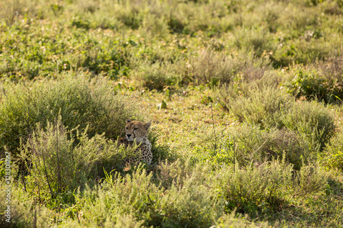 Lazy cheetah in the African savannah © AlexRosu