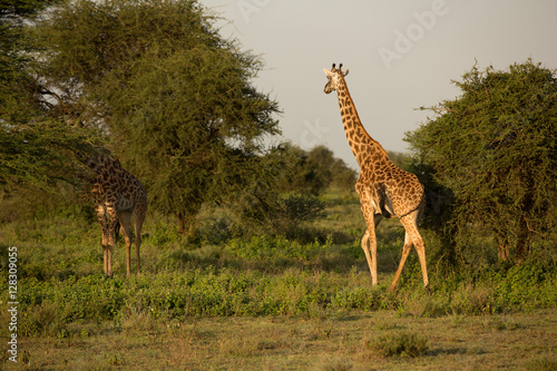 Giraffe young family in the African savannah