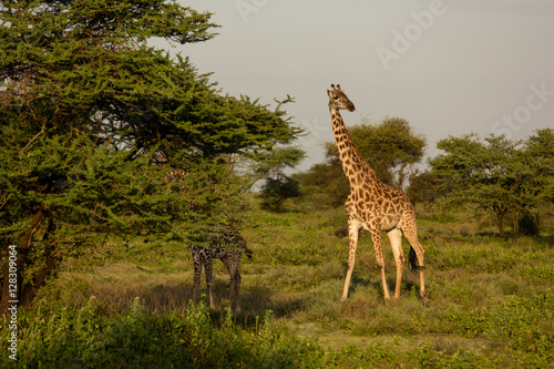 Canvas Print Giraffe young family in the African savannah