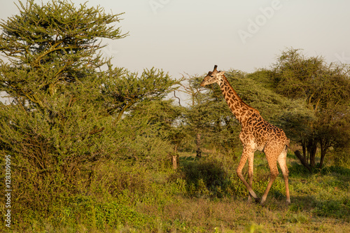 Giraffe young family in the African savannah