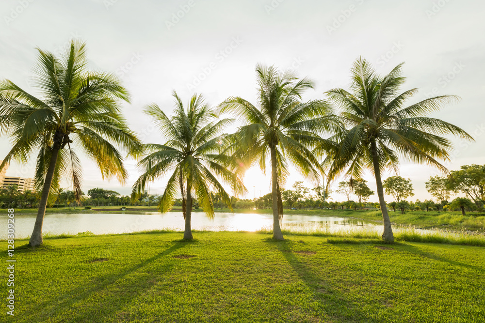 Coconut palm trees with sunbeam at the plublic garden Coconut palm trees with sunbeam at the plublic garden