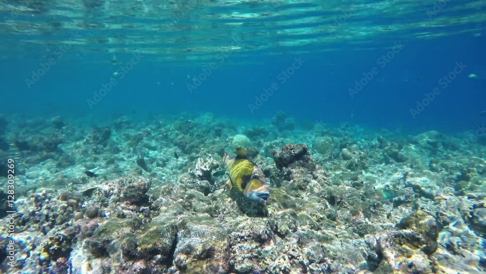 4k underwater video filmed on Maldives withGoPro HERO5 Black, showing crystal clear turquoise water of the Indian Ocean, fine bottom details, corals and a lot of amazing fish arts. 
