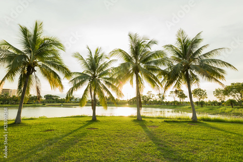 Coconut palm trees with sunbeam at the plublic garden