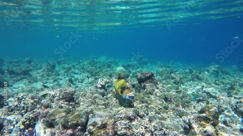 4k underwater video filmed on Maldives withGoPro HERO5 Black, showing crystal clear turquoise water of the Indian Ocean, fine bottom details, corals and a lot of amazing fish arts.  photo