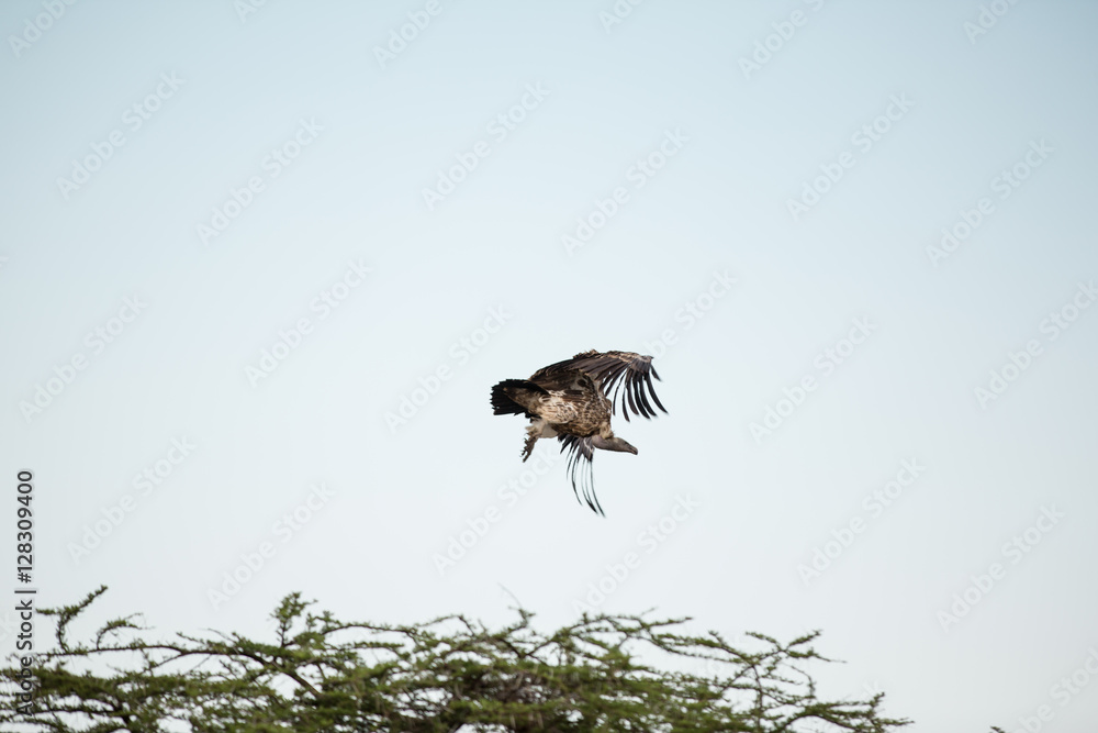 Obraz premium Different species of vultures in the african savanna