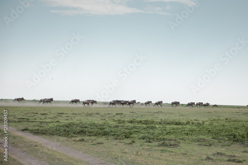 Photography African wildlife safari
