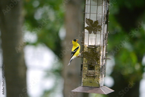 American Goldfinch on feeder by lake