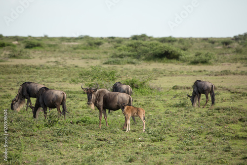 Wildebeest in the African savannah © AlexRosu