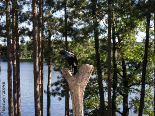 Common Grackle on tree stump by lake